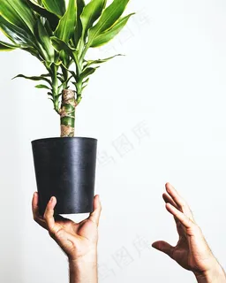 绿化小盆栽图片 绿化小盆栽图片