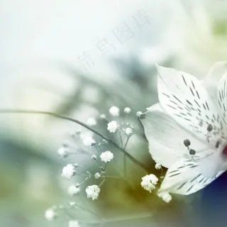 高清鲜花背景图片下载 高清鲜花背景图片下载