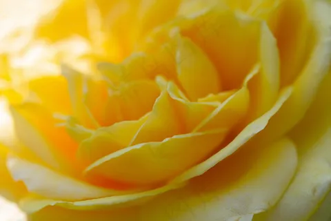 黄色玫瑰花局部特写图片 黄色玫瑰花局部特写图片