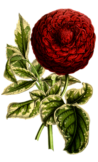 复古手绘植物花卉玫瑰花PNG免扣图案高清图片PS设计素材图