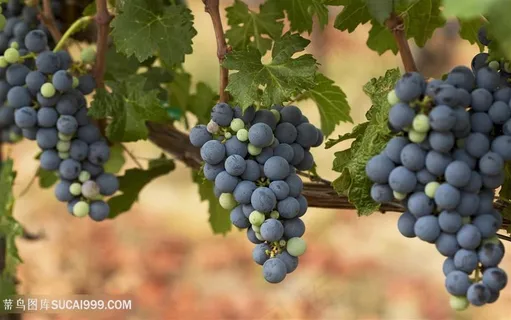 唯美水果素食葡萄