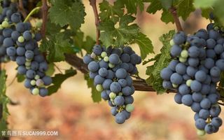 唯美水果素食葡萄