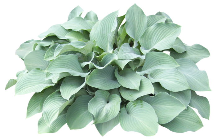 高清树木素材 免抠PSD植物素材 美术绘画园林贴图 树草灌木花草