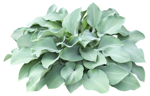 高清树木素材 免抠PSD植物素材 美术绘画园林贴图 树草灌木花草