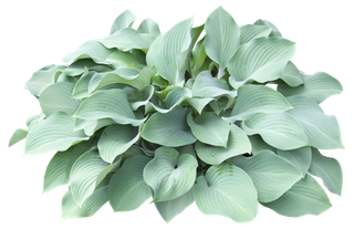 高清树木素材 免抠PSD植物素材 美术绘画园林贴图 树草灌木花草