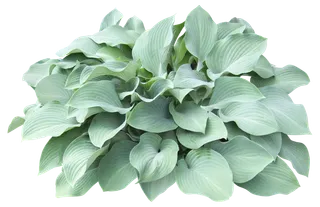 高清树木素材 免抠PSD植物素材 美术绘画园林贴图 树草灌木花草