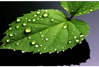 露珠绿叶摄影背景