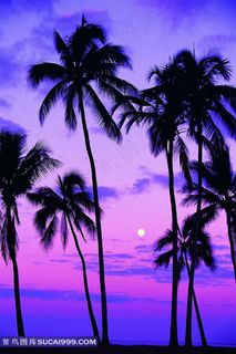 高清晰海边椰子树图片