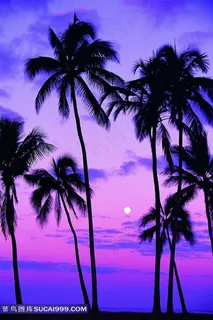 高清晰海边椰子树图片