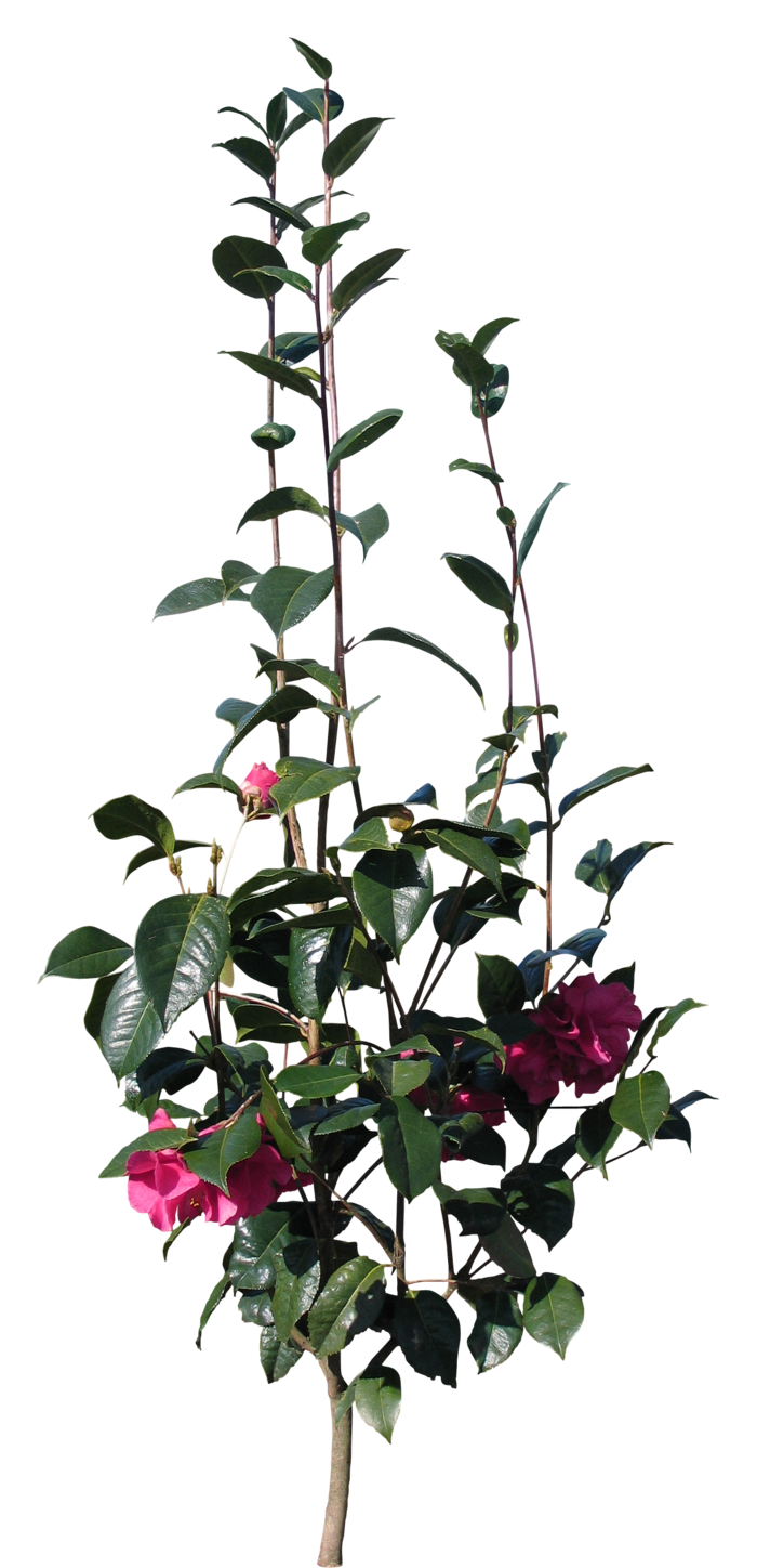 高清树木素材 免抠PSD植物素材 美术绘画园林贴图 树草灌木花草