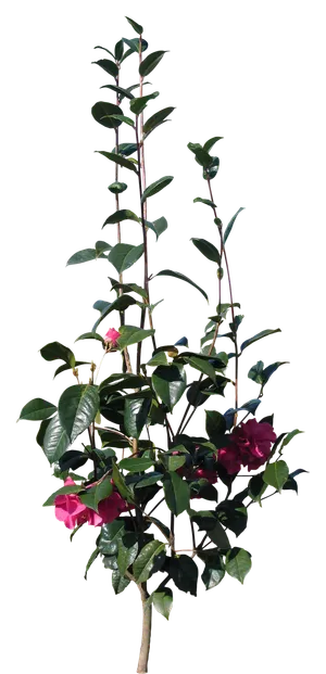 高清树木素材 免抠PSD植物素材 美术绘画园林贴图 树草灌木花草