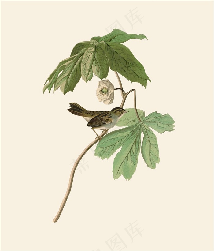 手绘植物花鸟树叶素材
