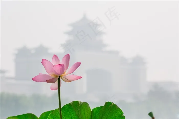 荷花及远方的西客站