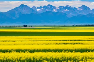 春天里的油菜花田摄影图