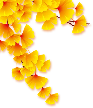 秋天绿色叶子银杏叶枫叶树叶落叶png素材图片免扣