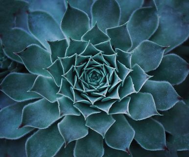 莲花掌多肉植物特写图片 莲花掌多肉植物特写图片