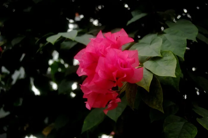 灌木丛三角梅摄影图片