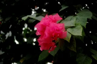 灌木丛三角梅摄影图片