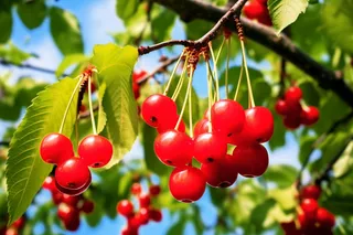 阳光下的樱桃果树摄影图