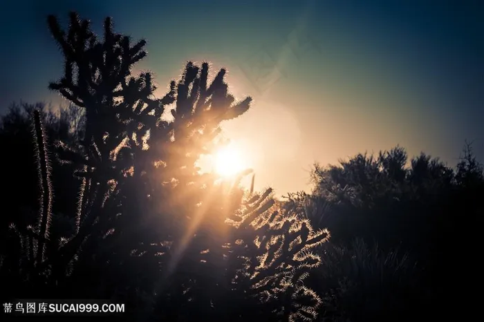 阳光下的仙人掌植物