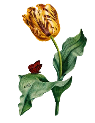 复古手绘植物花卉插画 免抠