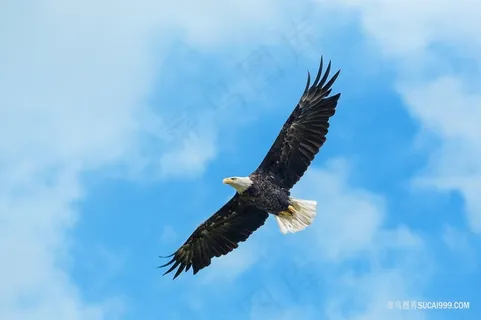 蓝天上翱翔的雄鹰 蓝天上翱翔的雄鹰