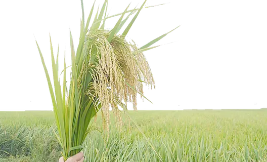 现代农业稻穗