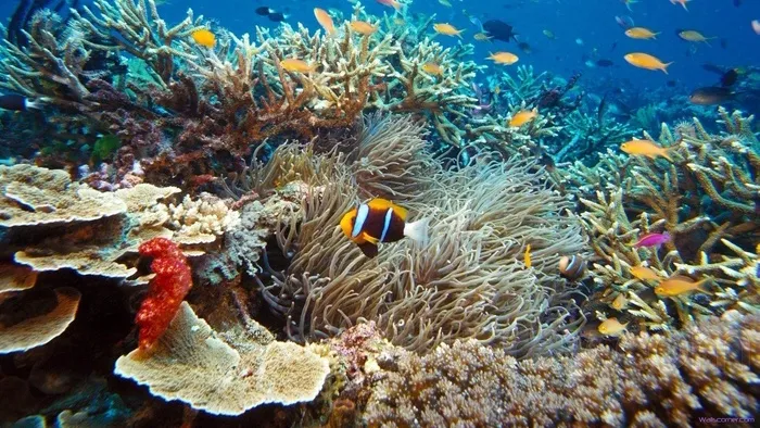 海洋海底珊瑚海水鱼