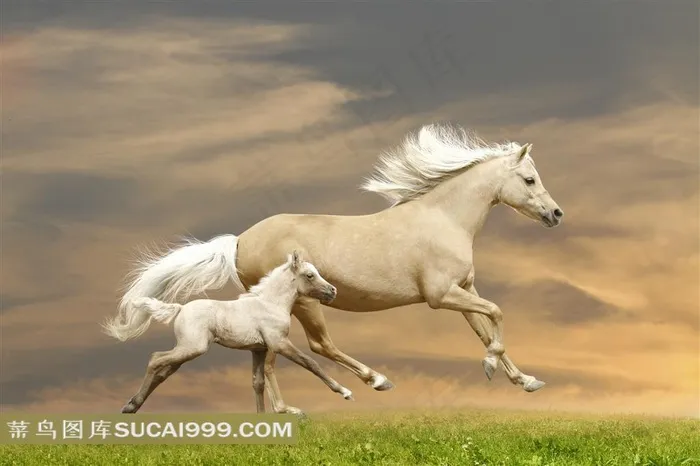 草原上奔驰的母子白马摄影图
