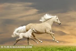 草原上奔驰的母子白马摄影图
