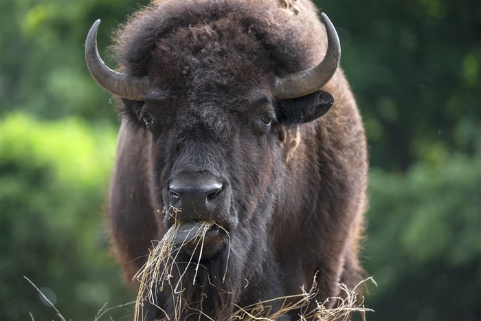 欧洲野牛高清摄影图片
