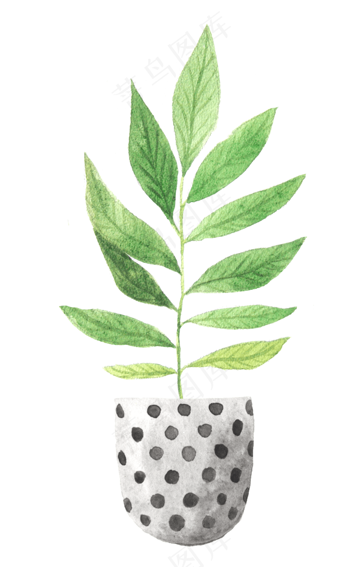 水彩插画-植物36