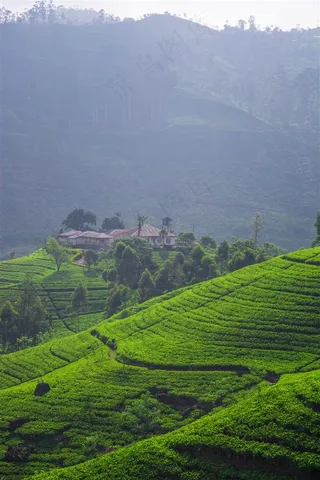 美丽的梯田景色大图