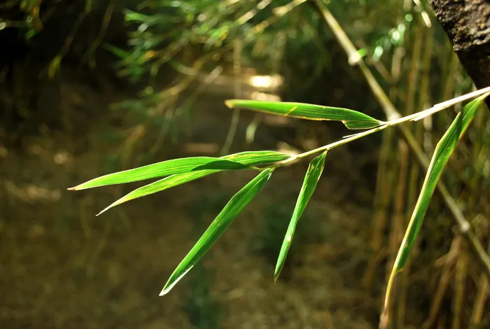 高清竹子竹林竹叶