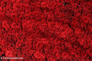 唯美红色玫瑰花海图片