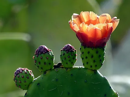 橙色仙人掌花朵图片 橙色仙人掌花朵图片