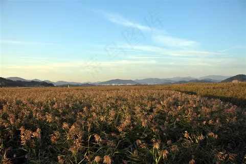 田野种植地图片