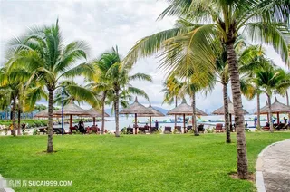 芽庄珍珠岛椰子树林