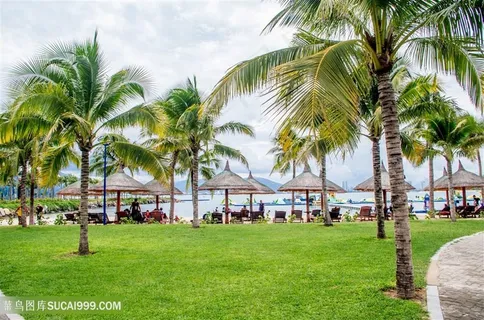 芽庄珍珠岛椰子树林 芽庄珍珠岛椰子树林
