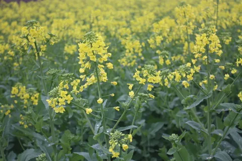 早春油菜花图片 早春油菜花图片