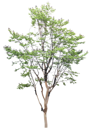 高清树木素材 免抠PSD植物素材 美术绘画园林贴图 树草灌木花草