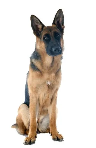 德国牧羊犬 PNG免抠