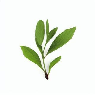 一支绿色的叶子png免抠