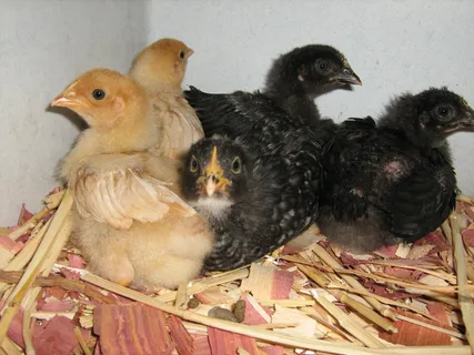 鸡母鸡走地鸡散养鸡鸡肉农村牧场