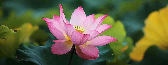 夏天荷花荷花池荷叶，处暑小暑大暑夏至立夏摄影图(1712x668)