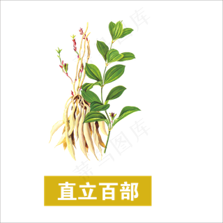 手绘草本中药药材直立百部