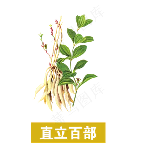 手绘草本中药药材直立百部