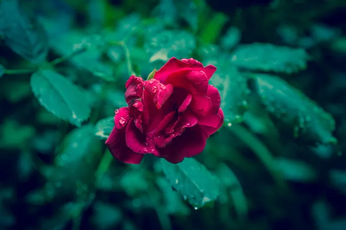 唯美红玫瑰花图片