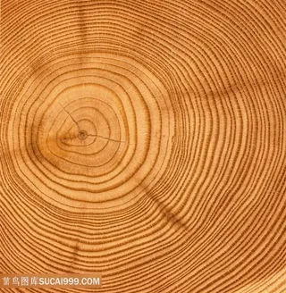 树木年轮图片素材