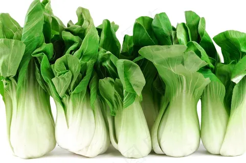 新鲜青菜高清图片 新鲜青菜高清图片